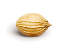 Кориандр