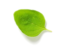 Орегано